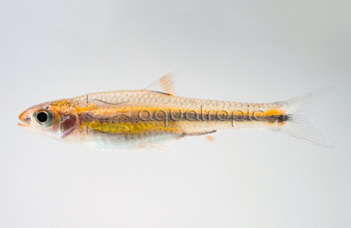 Rainbow Shiner :: 46005