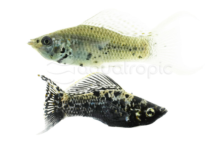 Marble Lyretail :: 47006