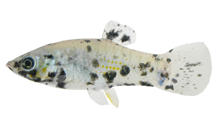 Marble Molly :: 47015