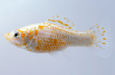 Red Dalmatian :: 47019