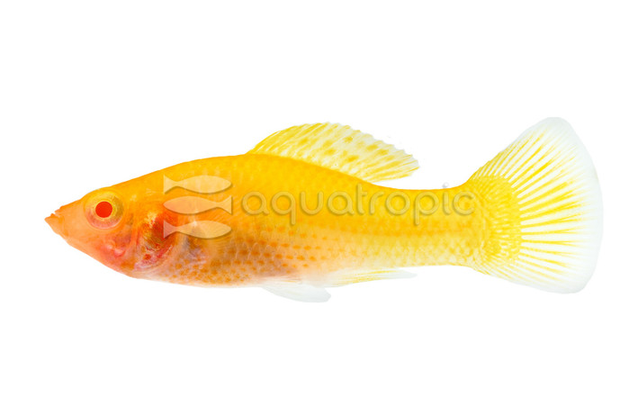 Red Sunset Molly :: 47021