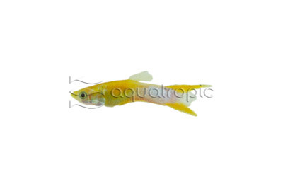 Endler's Yellow Swordtail Guppy, Male :: 93907
