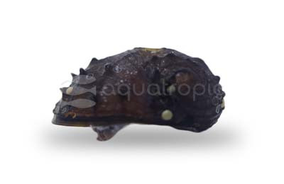 AlgaeKING Koopa Snail :: 80059