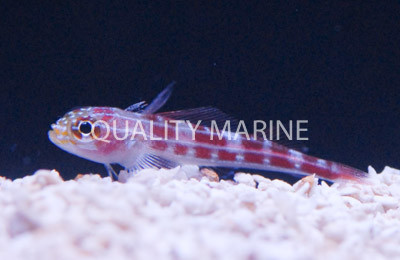 Tropical Striped Triplefin :: 12602