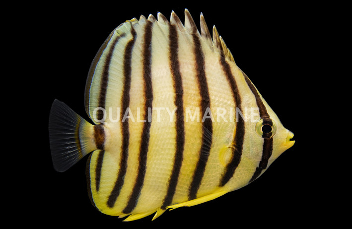 Eightband Butterflyfish