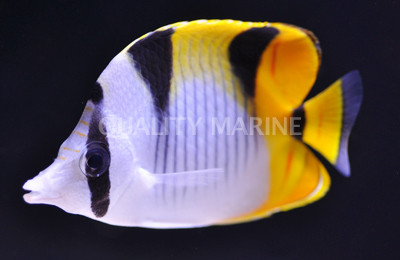 Falcula Butterflyfish :: 13020