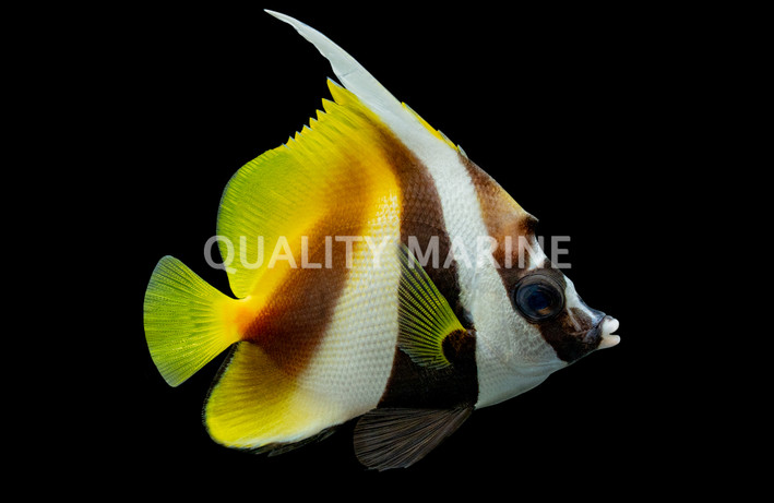 Singular Bannerfish