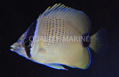 Millit Butterflyfish :: 13038