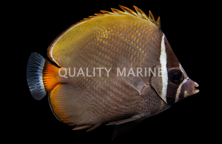 Pakistan Butterflyfish