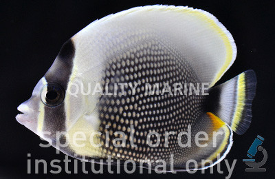 Reticulated Butterflyfish :: 13073