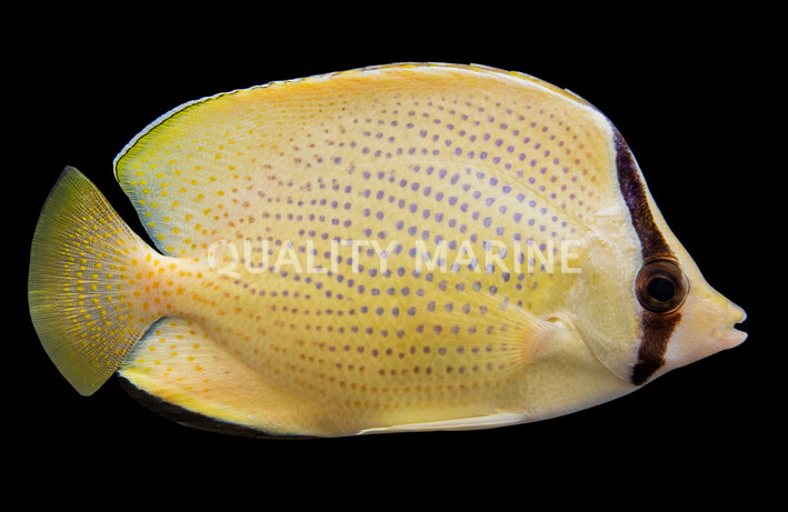 Speckled Butterflyfish