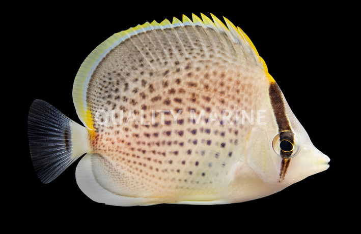 Peppered Butterflyfish