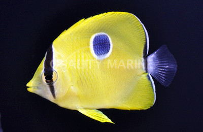 Yellow Teardrop Butterflyfish :: 13087