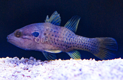 Dotted Cardinalfish :: 13566