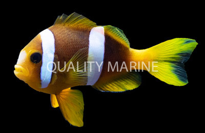 Clarkii Clownfish :: 14009