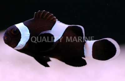 Misbar Black Ocellaris Clownfish :: 14014