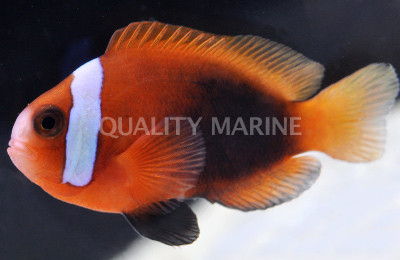 Cinnamon Clownfish :: 14017