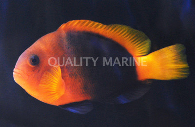 Naked Cinnamon Clownfish :: 14018