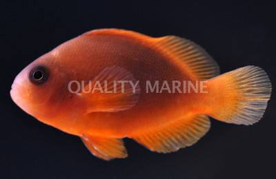 Red Fire Saddleback Clownfish :: 14030
