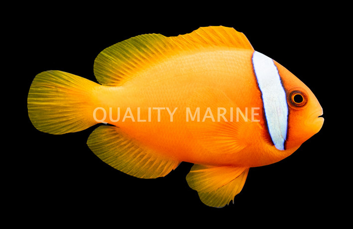 Tomato Clownfish