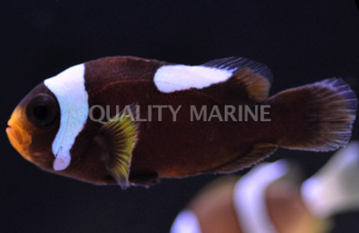 Black & Yellow Saddleback Clownfish