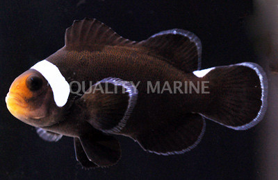Extreme Misbar Black Ocellaris Clownfish :: 14065