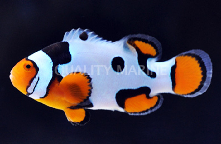 Premium Picasso Percula Clownfish :: 14070
