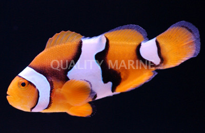 Picasso Percula Clownfish, Semi :: 14072