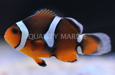 Misbar Percula Clownfish :: 14073