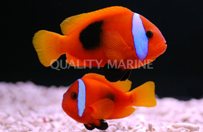 Cinnamon Clownfish, Pair :: 14077