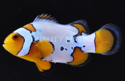 Extreme Snow Onyx Clownfish :: 14088