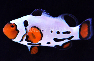 Frostbite Ocellaris Clownfish :: 14101