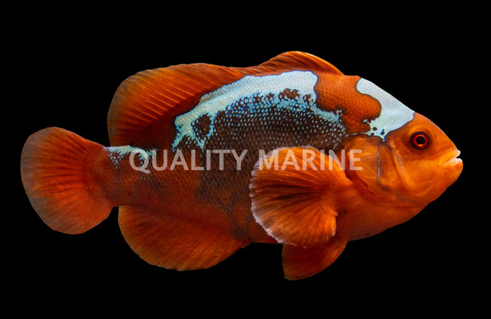 Lightning Maroon Clownfish