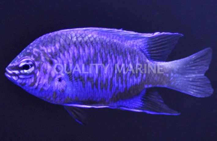 Springer's Damselfish :: 15015