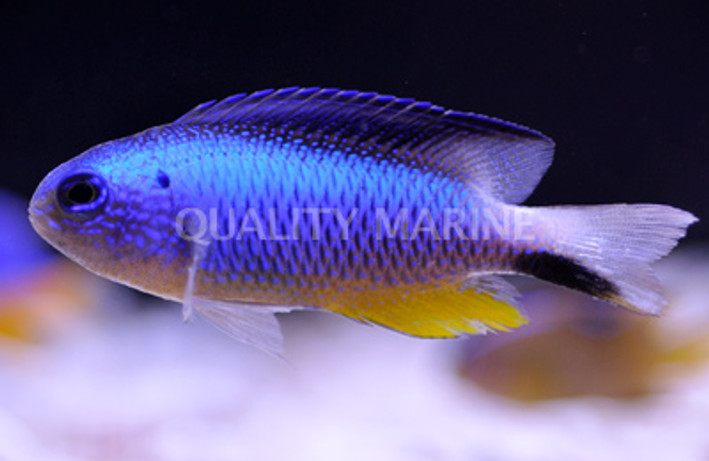 Allen's Damselfish :: 15016