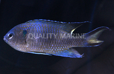 Coral Demoiselle Damselfish :: 15028