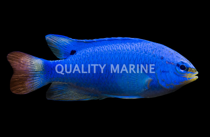 Blue Devil Damselfish, Male