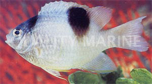 White Damselfish :: 15055