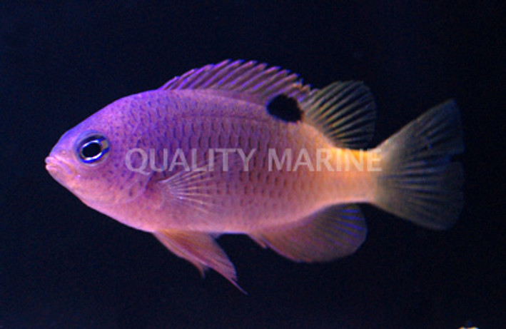 Tracy's Damselfish :: 15081