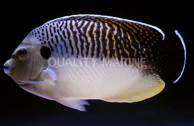 Tiger Angelfish :: 10482