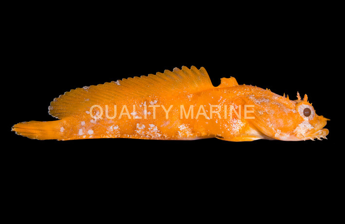 Orange Toadfish :: 10518