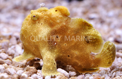 Pictus Anglerfish, Sun Drop :: 10528
