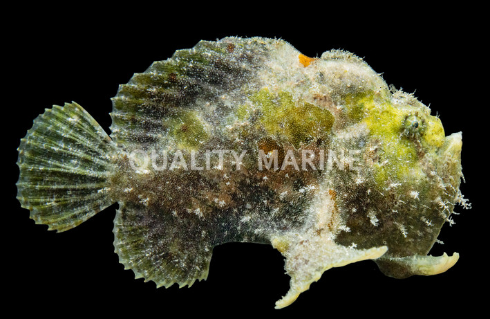 Shaggy Anglerfish