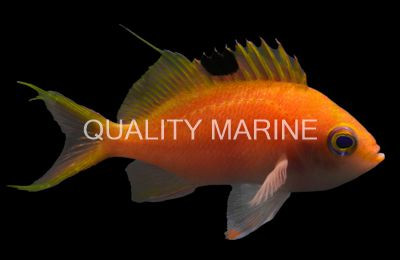 Cherry Anthias :: 11005