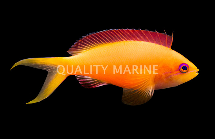 Ignitus Anthias