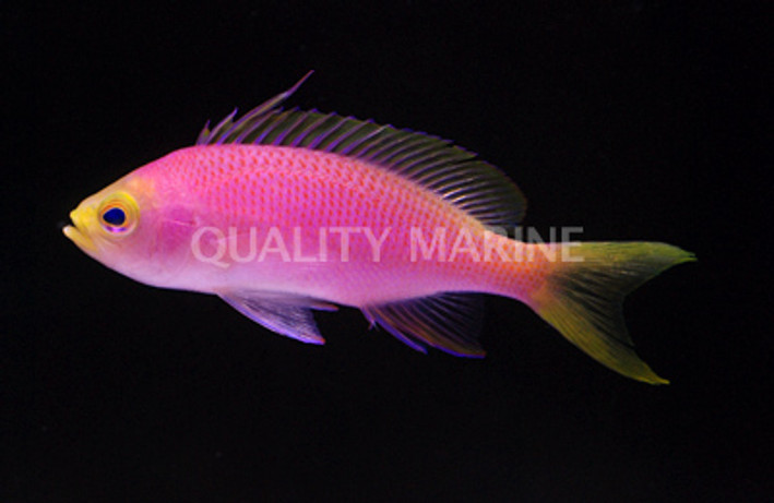 Resplendent Anthias, Female :: 11025