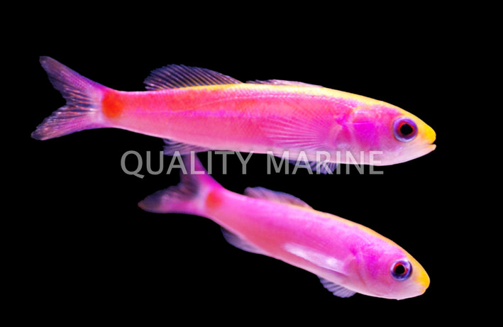 Whitleyi Splitfin Anthias