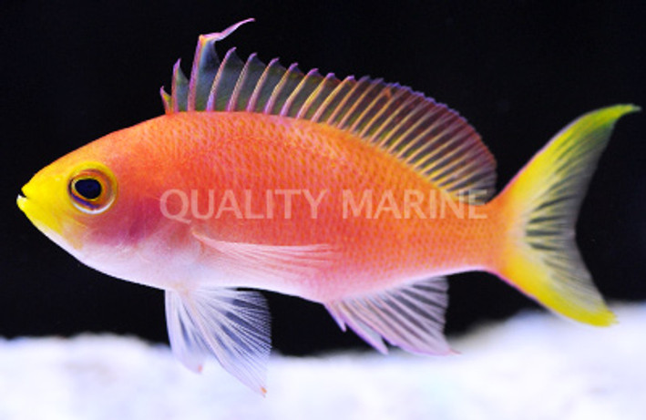 Randall's Anthias :: 11054