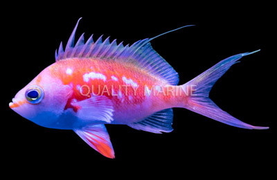 Cherry Anthias, Male :: 11101
