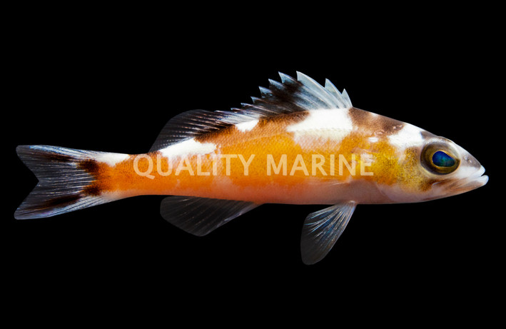 Tobacco Basslet